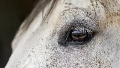 виновный извинения, фото - Новости Zakon.kz от 19.07.2022 17:28