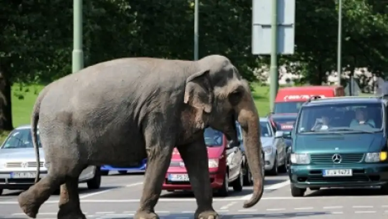 В Германии слон сбежал из цирка и убил человека