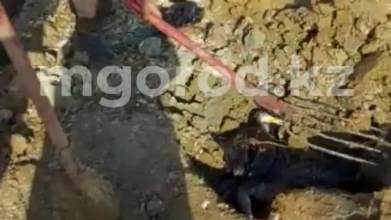 Два десятка мертвых птиц обнаружили в природном заповеднике "Ак Жайык"