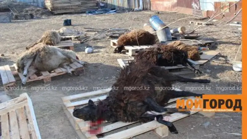 В ЗКО выяснили, кто перегрыз горло нескольким овцам