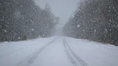 7themes.su, фото - Новости Zakon.kz от 26.01.2020 12:17