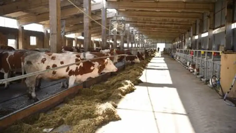 В Шымкенте нет дефицита продуктов