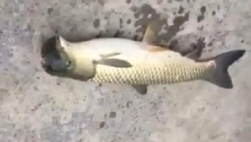 В Китае выловили рыбу-мутанта с головой голубя