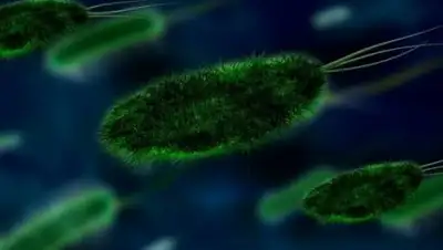 CCO, фото - Новости Zakon.kz от 09.11.2020 06:54