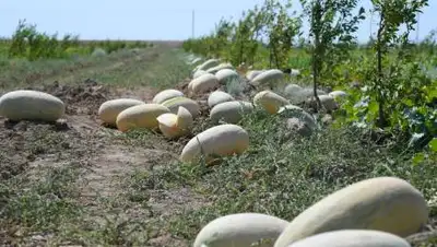 пресс-служба акима Туркестанской области., фото - Новости Zakon.kz от 04.08.2021 19:27