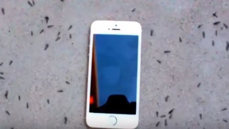 Хоровод муравьев вокруг iPhone озадачил пользователей сети