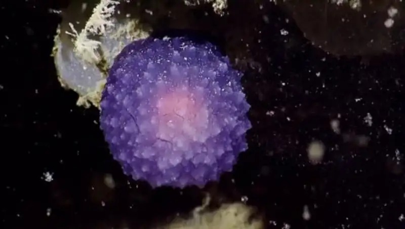 На дне океана найдена неизвестная форма жизни в виде синего пузыря