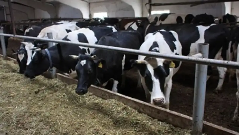 Новая ферма в Алматинской области планирует выпускать почти 5 тыс тонн молока в год