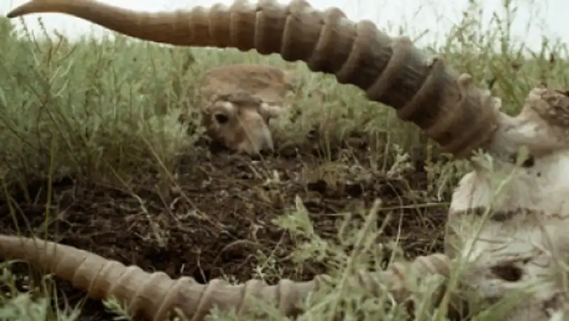 В Акмолинской области погибло около 1 тыс. сайги