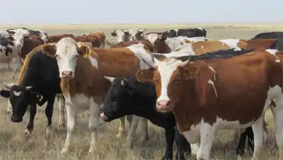 Zakon.kz, фото - Новости Zakon.kz от 28.01.2015 15:00