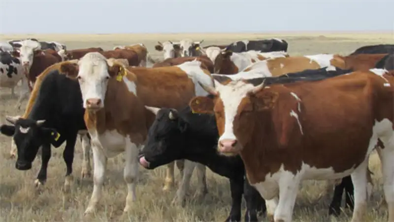 В 2014 году за счет кредитных средств Корпорации приобретено более 53 тыс. 800 голов КРС