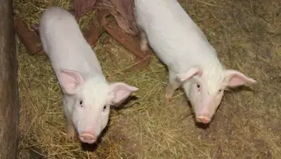 Zakon.kz, фото - Новости Zakon.kz от 09.08.2015 04:13