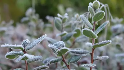 В пяти областях Казахстана синоптики прогнозируют заморозки 4 мая , фото - Новости Zakon.kz от 03.05.2023 16:53