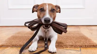 pawsplaygrounds.com, фото - Новости Zakon.kz от 05.02.2018 21:07