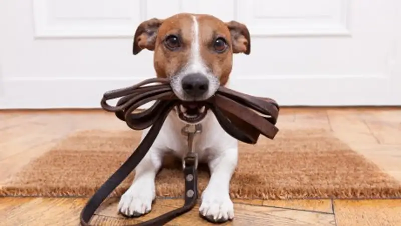 Алматинцев обяжут выгуливать своих питомцев только на поводке