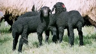 Zakon.kz, фото - Новости Zakon.kz от 12.10.2016 18:50