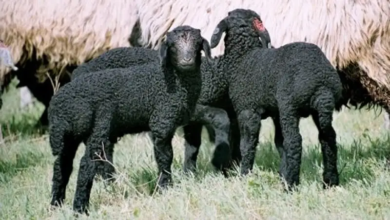 Созақтықтар 2,5 мыңнан астам қаракөл қойын біріккен араб әмірліктеріне экспорттады