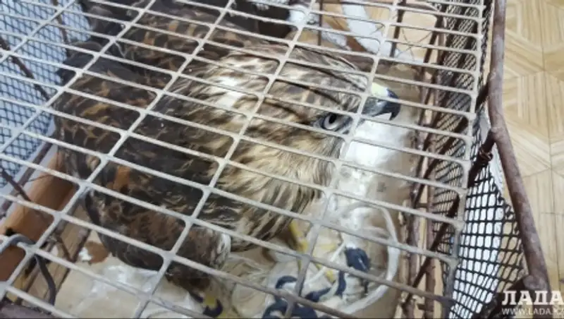 Полицейские изъяли у жителя Актау редкую птицу