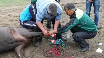 Zakon.kz, фото - Новости Zakon.kz от 15.06.2015 17:01