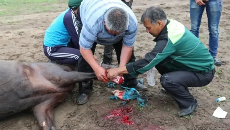 Байга на крови. Шокирующие фото на кокпаре в СКО