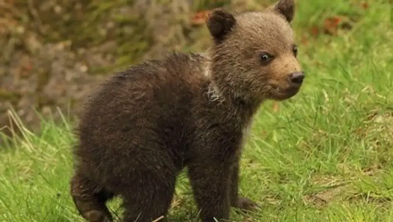 В Туркестанской области медвежонок спустился к людям