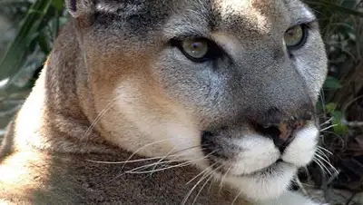 Фото: CC BY 2.0 / Bruce Tuten / Eastern Couga (Puma concolus), фото - Новости Zakon.kz от 29.01.2018 06:50