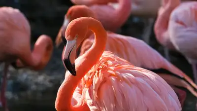"Потрясающее зрелище": в Мангистау вернулись розовые фламинго, фото - Новости Zakon.kz от 13.03.2023 09:26
