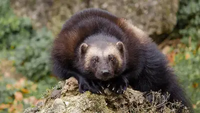 фотоловушка, ВКО, фото - Новости Zakon.kz от 19.05.2022 16:18