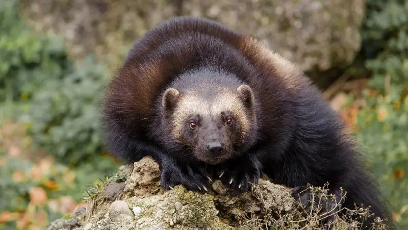 Росомаха пробежалась перед фотоловушкой в заповеднике ВКО