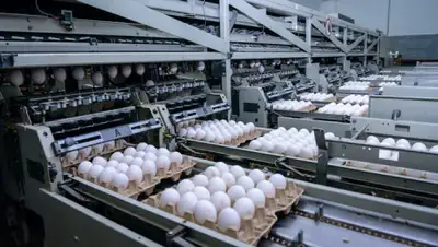 Ассоциация яичных производителей Казахстана, фото - Новости Zakon.kz от 15.03.2019 16:03