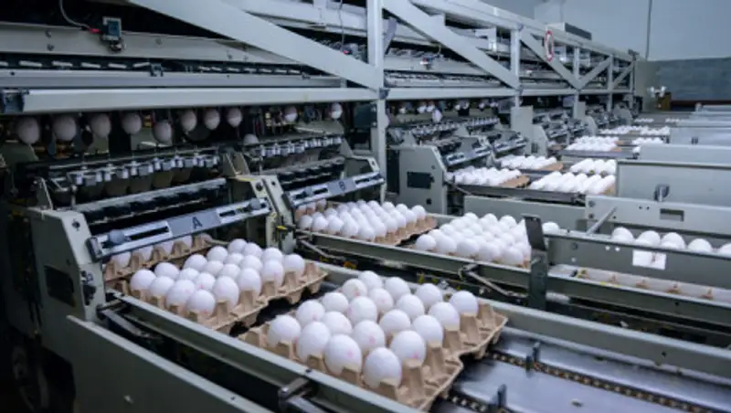 Благодаря запрету на вывоз макулатуры из Казахстана отечественные яйца могут подешеветь на 1-2%