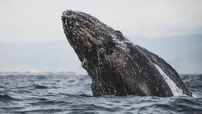 В Охотском море кит запутался в сетях, фото - Новости Zakon.kz от 30.07.2022 11:58