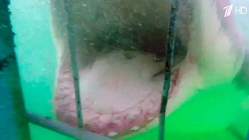 Свой фильм "Челюсти" сняли туристы у берегов Южной Африки