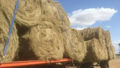 mgov.kz, фото - Новости Zakon.kz от 24.08.2018 22:36