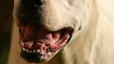 Zakon.kz, фото - Новости Zakon.kz от 29.03.2017 12:57