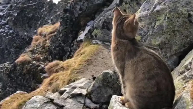Альпинист встретил домашнего кота на высоте 2,5 тысячи метров