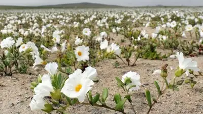 Zakon.kz, фото - Новости Zakon.kz от 22.08.2017 18:34