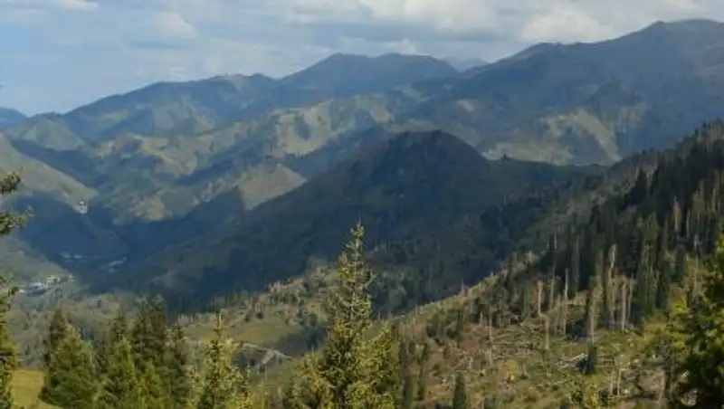 В предгорьях Алматы массово вырубают яблоневые сады для коттеджей