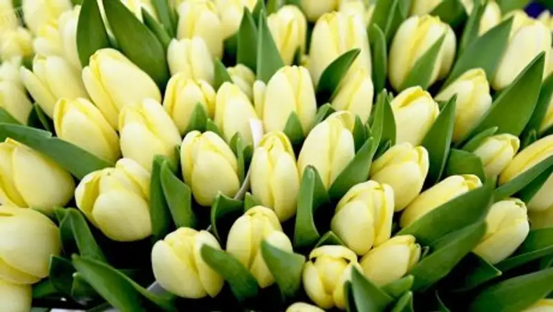 Строгий выговор получил чиновник в СКО за взятые в долг цветы к 8 марта