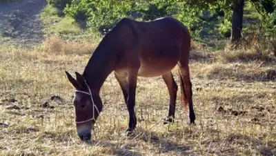 Zakon.kz, фото - Новости Zakon.kz от 02.11.2016 02:39