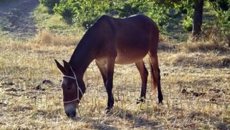 Потрошителя ишаков задержали в ЮКО