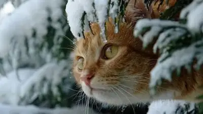 Zakon.kz, фото - Новости Zakon.kz от 03.02.2017 12:00