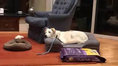 help_animals_atyrau, фото - Новости Zakon.kz от 10.12.2020 15:46