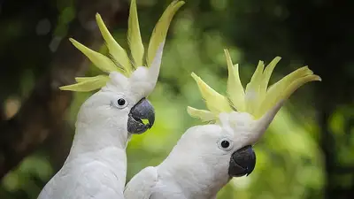 ученые научили попугаев звонить друг другу, фото - Новости Zakon.kz от 28.04.2023 15:52
