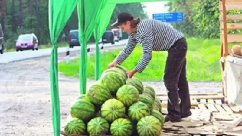 Власти Шымкента начали борьбу со стихийной торговлей арбузами