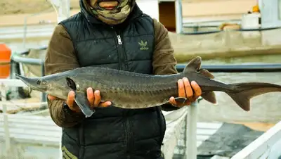 Казахстан рыба браконьеры штрафы, фото - Новости Zakon.kz от 14.11.2022 10:46