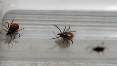 Zakon.kz, фото - Новости Zakon.kz от 31.05.2017 15:41