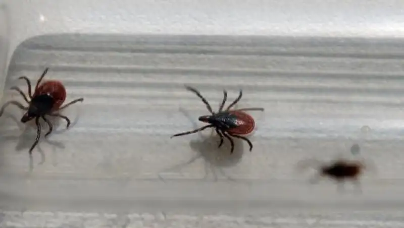 Ойнап жүрген баланың денесінен 20 кене табылды