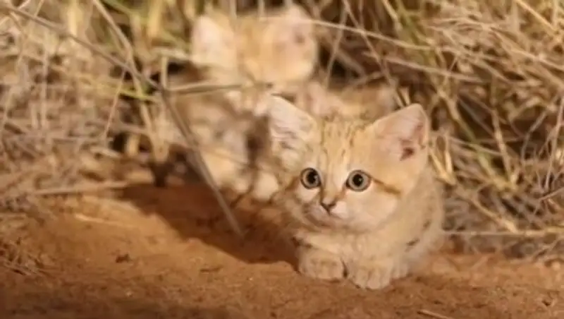 В Сахаре впервые сняли на видео барханных котят