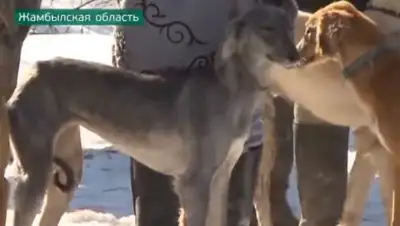 Zakon.kz, фото - Новости Zakon.kz от 22.02.2016 00:54